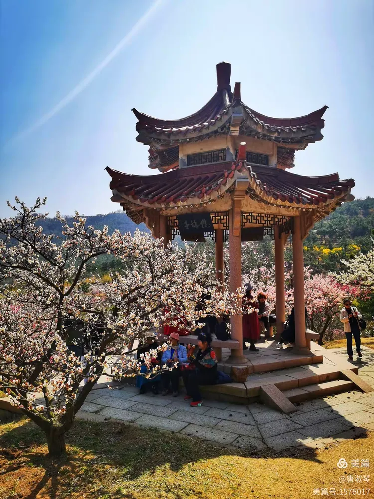 青岛十梅庵赏梅花